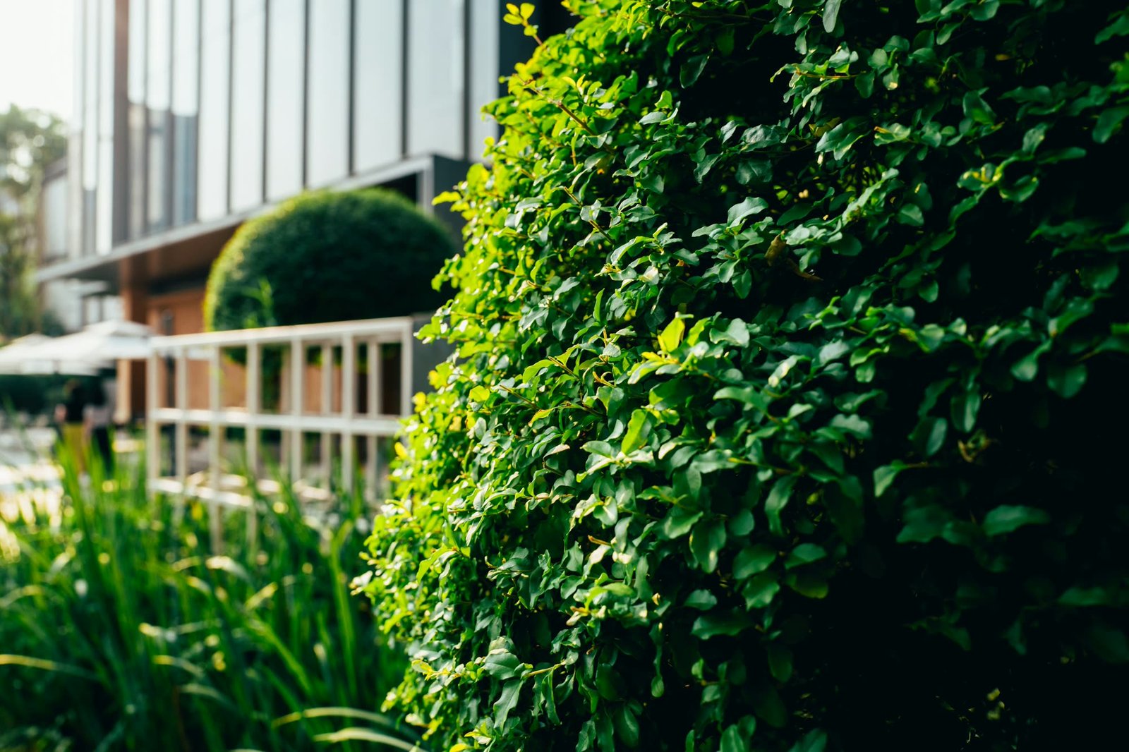 Neatly clipped hedge outside a commercial property