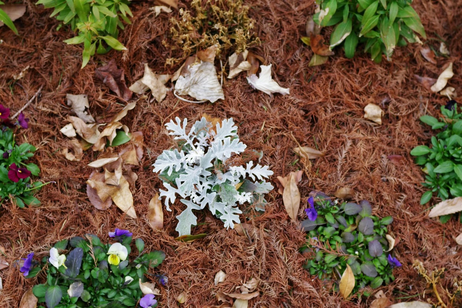 Mulching, B&B Quality Gardening Maintenance