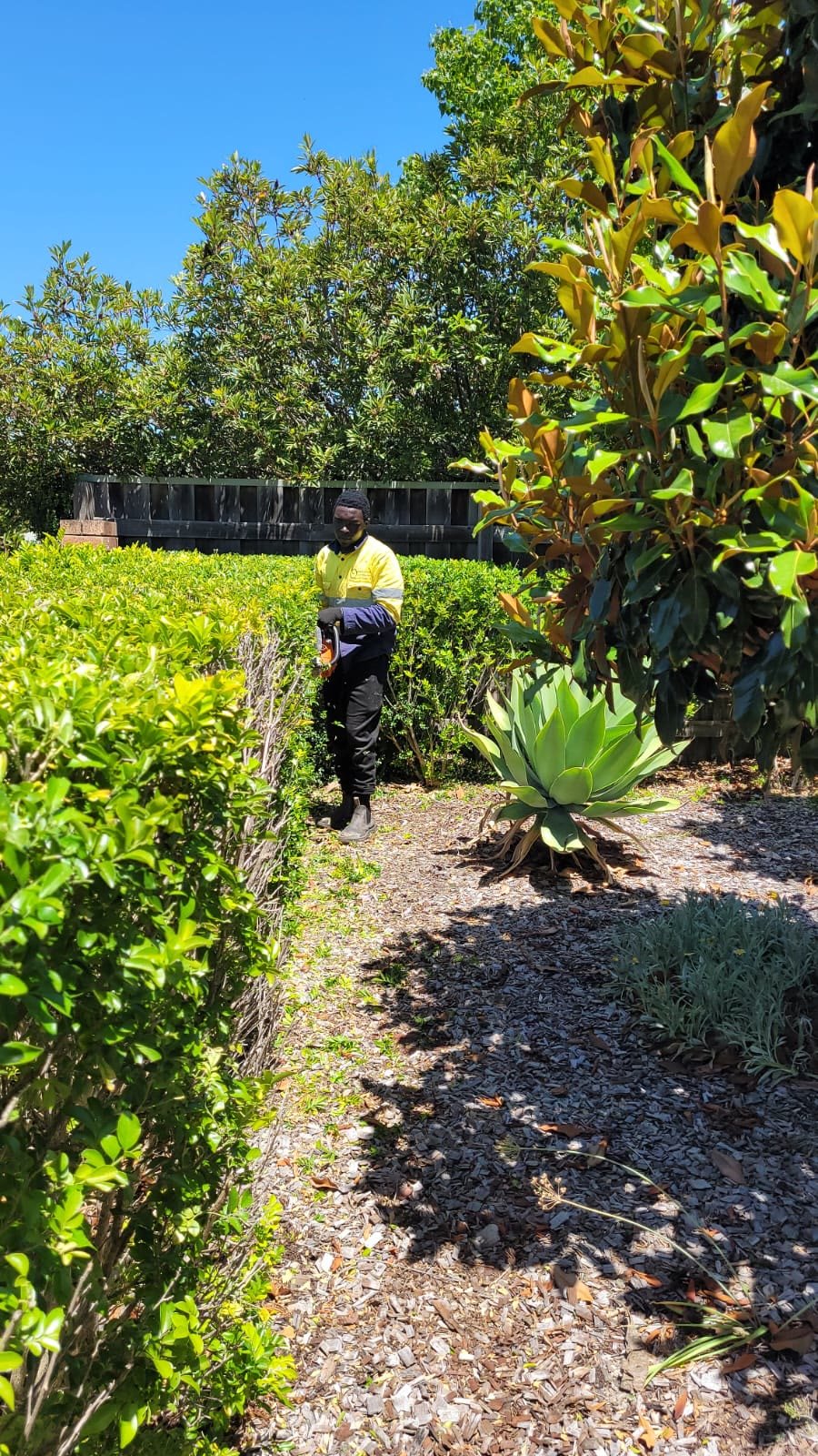 B&B Quality Gardening Maintenance crew trimming a hedge on site, Perth